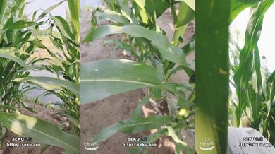 番茄 妖媚婷儿 户外勾引外卖小哥 独身大爷 车震 野战 打飞机等小合集 (7)